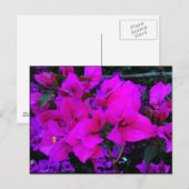 Carte Postale bougainvillée (Devant / Derrière)