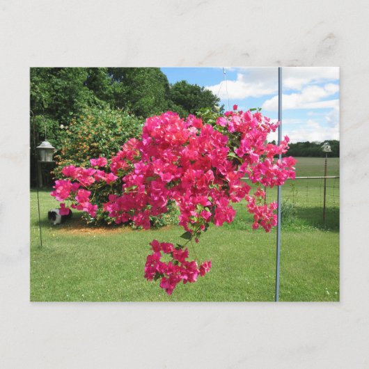 Carte Postale Bougainvillées dans une corbeille (Devant)