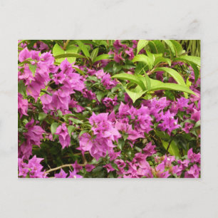 Carte Postale Bougainvillées tropicales violettes