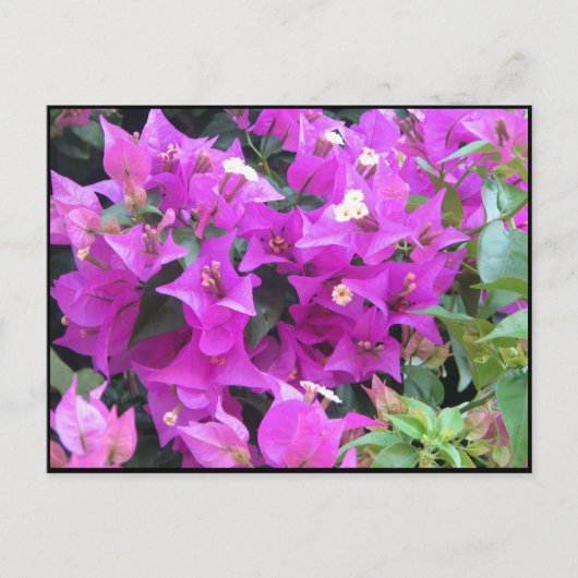 Carte Postale Bougainvillées violettes (Devant)