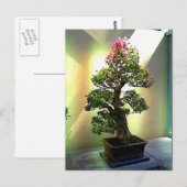 Carte Postale Bougainvilliers Bonsai Tree (Devant / Derrière)