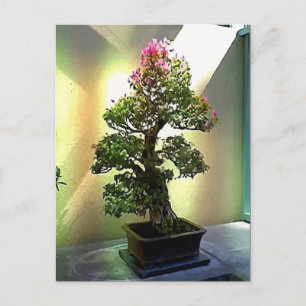 Carte Postale Bougainvilliers Bonsai Tree