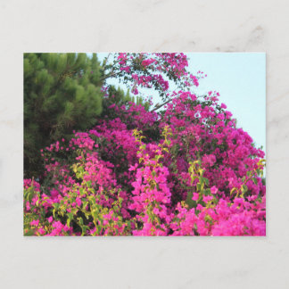 Carte Postale Bougainvilliers rose vif