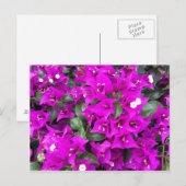 Carte Postale Bougainvilliers violets vifs (Devant / Derrière)