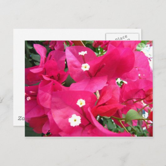 Carte Postale Bouganvilla (Devant / Derrière)