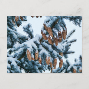 Carte Postale Bouges d'épicéa couvert de neige et Pinecones
