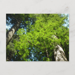 Carte Postale Boughs de séquoia dans le parc national Redwood