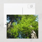 Carte Postale Boughs de séquoia dans le parc national Redwood (Devant / Derrière)