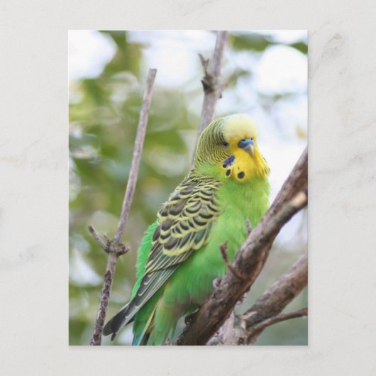 Carte Postale bougie (Devant)
