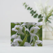 Carte Postale Bougie Fleurs d'orchidées, île de l'Unalaska (Debout devant)