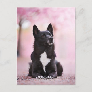 Carte Postale Bouhund norvégien noir et fleurs de cerisiers