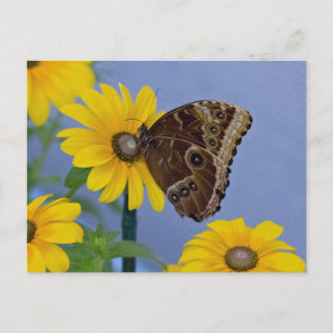 Carte Postale Boukeye papillon sur marguerite jaune