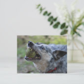 Carte Postale Boule à dents (Debout devant)