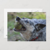 Carte Postale Boule à dents (Devant / Derrière)