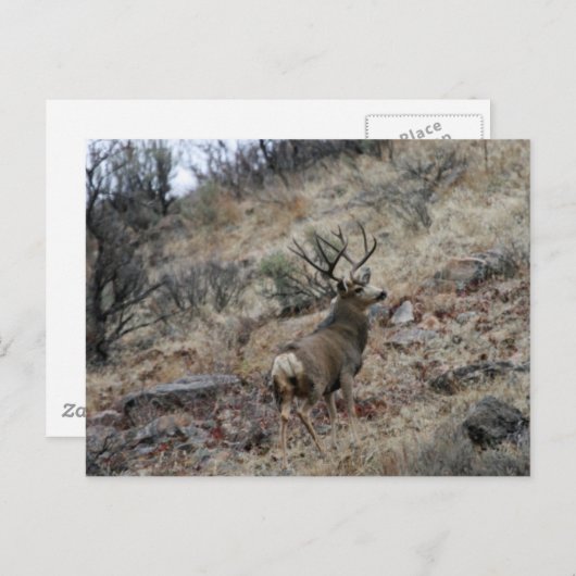 Carte Postale Boule de cerf-mule géant (Devant / Derrière)