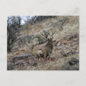 Carte Postale Boule de cerf-mule géant (Devant)