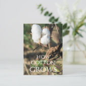 Carte Postale Boule de coton (Debout devant)