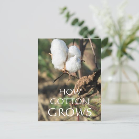 Carte Postale Boule de coton (Debout devant)