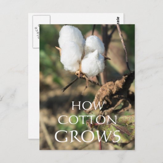 Carte Postale Boule de coton (Devant / Derrière)