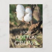 Carte Postale Boule de coton (Devant)