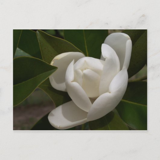 Carte Postale Boule de fleur de magnolia blanc crémeux (Devant)