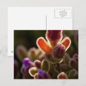 Carte Postale Boule De Fleur Succulente Couleur Rétro-Clair Avec (Devant / Derrière)