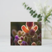 Carte Postale Boule De Fleur Succulente Couleur Rétro-Clair Avec (Debout devant)