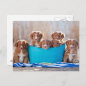 Carte Postale Boule De Marionnettes Sur La Plage (Devant / Derrière)