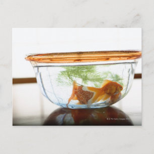 Carte Postale Boule de poisson d'or