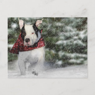 Carte Postale Boule de sauvetage Dashing through