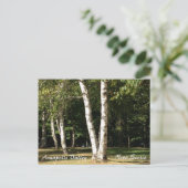 Carte Postale Bouleau blanc (Debout devant)