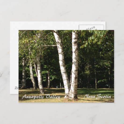 Carte Postale Bouleau blanc (Devant / Derrière)