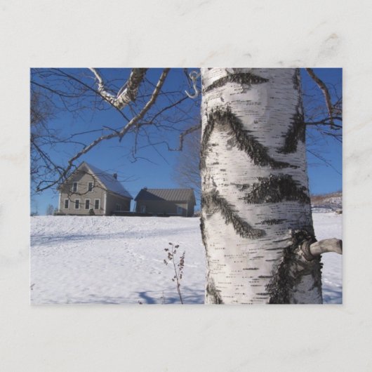 Carte Postale bouleau et maison (Devant)
