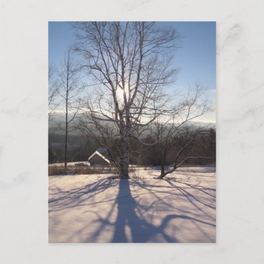 Carte Postale bouleau extensible (Devant)