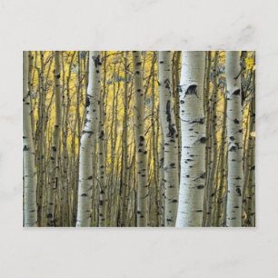 Carte Postale bouleaux