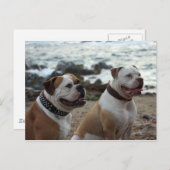 Carte Postale bouledogue américain (Devant / Derrière)