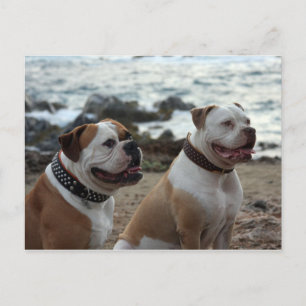 Carte Postale bouledogue américain