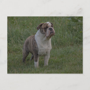 Carte Postale Bouledogue Fauve Bringé et Blanc Debout Dans l'Her