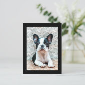 Carte postale Bouledogue Français (Debout devant)