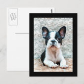 Carte postale Bouledogue Français (Devant / Derrière)