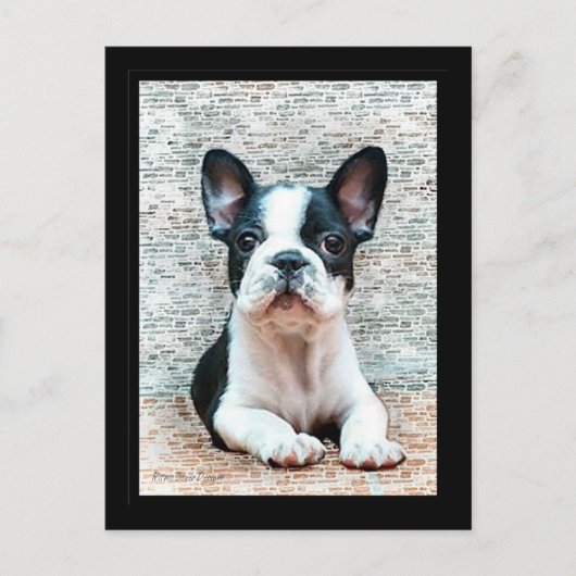 Carte postale Bouledogue Français (Devant)
