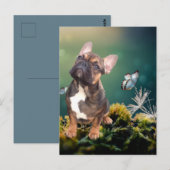 Carte postale Bouledogue français (Devant / Derrière)
