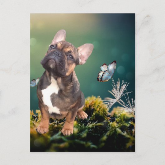Carte postale Bouledogue français (Devant)