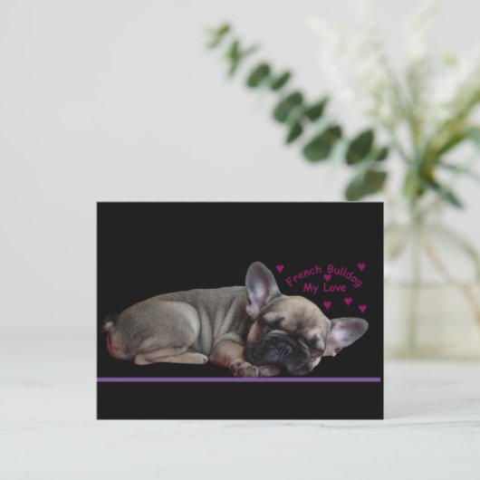 Carte Postale Bouledogue français (Debout devant)