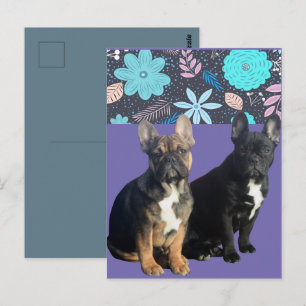 Carte postale Bouledogue français