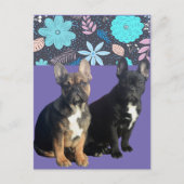 Carte postale Bouledogue français (Devant)