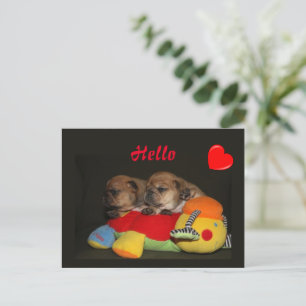 Carte Postale Bouledogue français chiots mignons French Bulldog