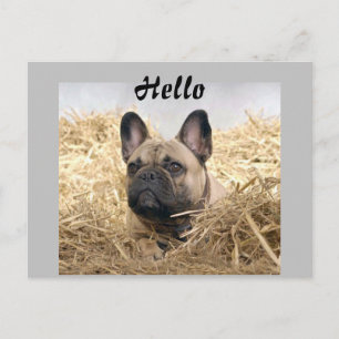 Carte Postale Bouledogue français dans la paille French Bulldog