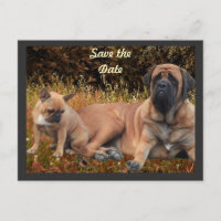 Bouledogue français et Mastiff amis