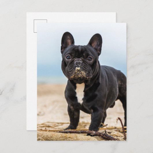 Carte Postale Bouledogue français jouant dans le sable (Devant / Derrière)